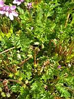 Genre Erodium (3)_1